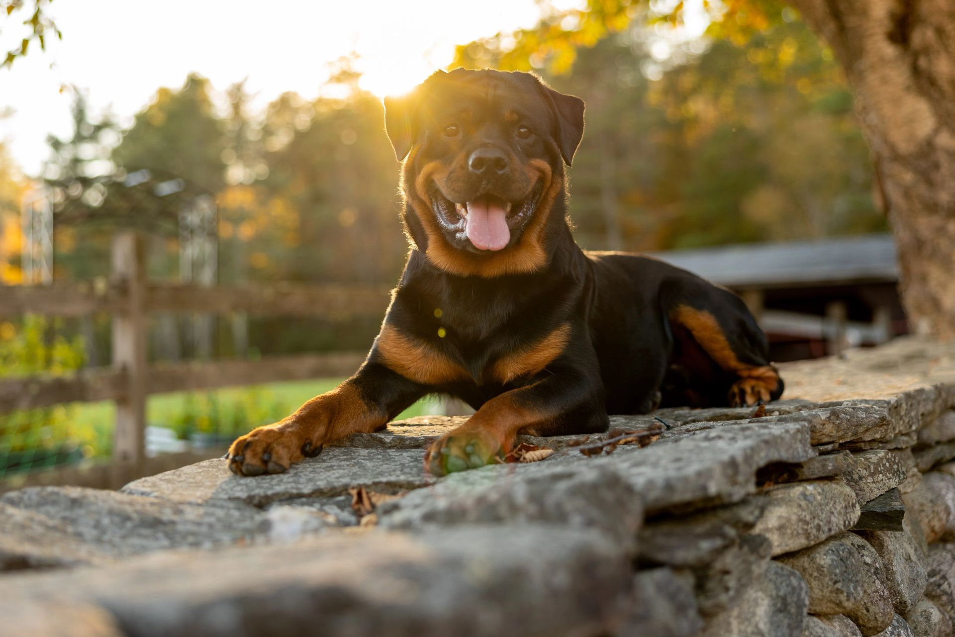 Autumn pet portrait with fall foliage
